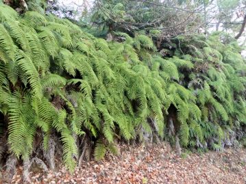 重井薬用植物園 園内花アルバム