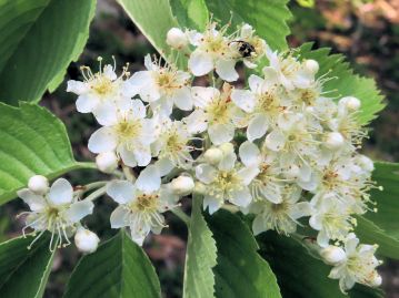 花は倉敷市では4月中旬～5月。 直径1～1.5cm程度の白色の5弁花が複散房状花序に多数咲く。