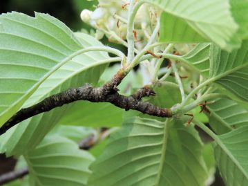 枝は短枝が発達しており、花序は短枝の先から出る。 花序の軸、花柄、萼などには白い綿毛が密生している。