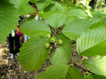 葉は互生、長さ6～12cm、幅４～9cm。 葉縁には大型の重鋸歯があり、8～11対の裏側に隆起した側脈が目立つ。 