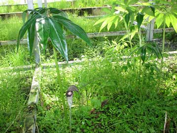 葉は鳥足状複葉で、花は葉よりも低い位置で開花する。地下には丸い芋（球茎）がある。