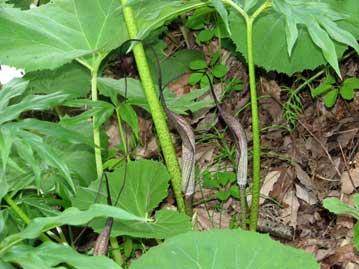 開花前のウラシマソウのつぼみ。すでに長く伸びたムチ状の付属体の一部が見える。