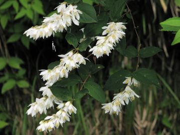 ▲5～6月頃、枝先の花序に多数の白色花を下向きに咲かせる。