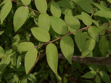 葉は先が尖った長卵形で対生、縁に細かい鋸歯がある。葉の形状は生育環境によって変化が大きい。