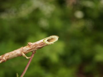 茎が中空（若い時には白い髄がある場合も）であることから「空木（うつぎ）」と呼ばれる。