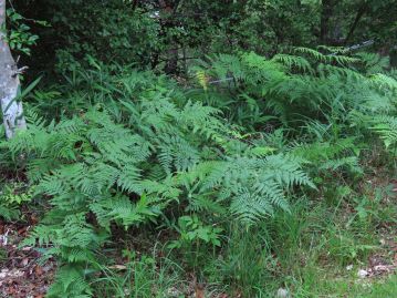 日当たりが良く乾燥気味の草地に、ごく普通に生育する大型のシダ植物。日本には1亜種のみが分布する。