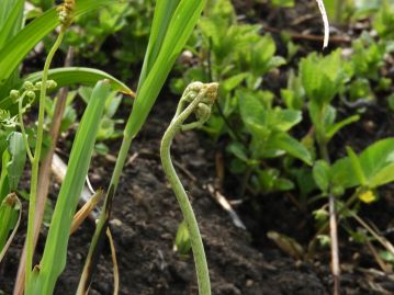 春の芽生えは山菜として食用とされる。有毒成分を含むため、しっかりと下処理（灰汁抜き）を行うことが必要。