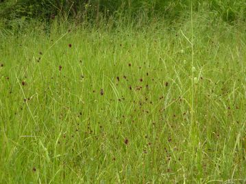 日当たりのよい草地に生育する。秋の七草には詠まれていないものの、秋の風情を感じさせる代表的な草本。