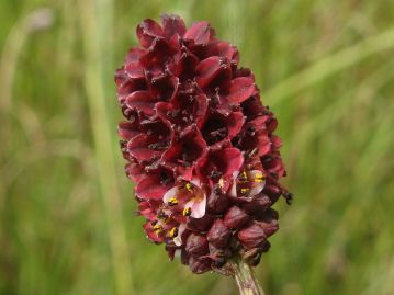 花弁に見えるのは暗赤紫色の「がく」。花は花序の先から下部に向けて咲き進む。ピンク色の萼片が開花中の花。