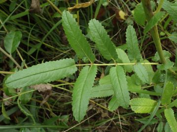 葉は奇数羽状複葉で、整った鋸歯がある。基部には托葉があり、茎を抱く。