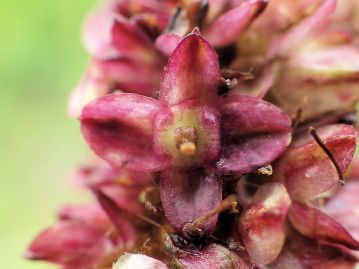 重井薬用植物園 おかやまの植物事典