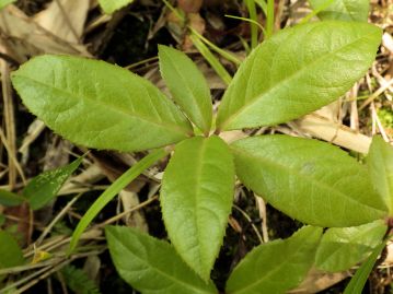 葉は長さ3～13cm、幅2～5cm程度の長楕円形。 縁には細かい鋸歯があって表裏ともほとんど無毛。