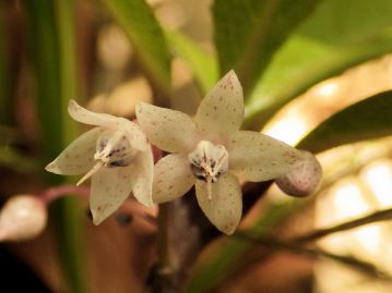 花は7～8月。 花冠裂片や葯には紅紫～暗紫色の腺点がある。葯の中央から突き出しているのが花柱。