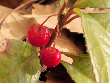 果実は美しい光沢のある球形で、秋に赤色に熟す。 果実を「柑子（こうじ／ミカン）」に例えたと説明されるが…。