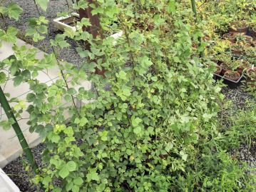 つる性の一年草で、他の植物に巻き付きながら数mにも伸びる。 写真は植物園で緑のカーテンに仕立てた際のもの。