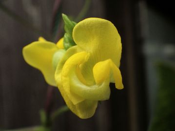 花は黄色で直径1.5～1.8cm、8～10月頃に咲く。 花の竜骨弁が渦を巻くようにカールした奇妙な形状をしている。