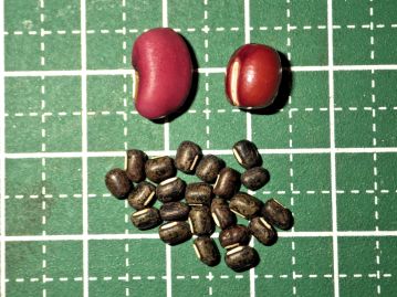 写真上部左がササゲ、右がアズキ、下が本種。 本種の種子は長さ3～5mmで楕円形、色は緑褐色～暗紫褐色で黒斑がある。