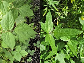 葉の形状は変異が大きく、まったく切れ込まないもの（写真左）や、ほこ型になって小葉が2～3裂するもの（写真右）など様々。