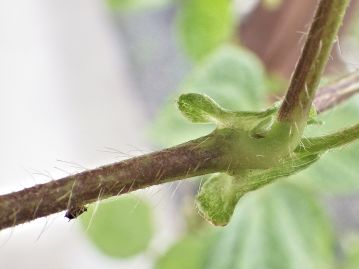 茎（つる）や葉の両面には黄褐色の毛が生えている。 葉の基部には長さ7～10mmの托葉がある。 