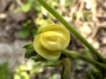 栽培アズキの花。 原種である本種と同様、竜骨弁がカールした形状をしているが、茎はつる性ではなく、直立する。
