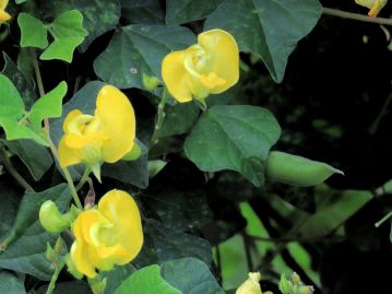 ノアズキ D. villosa 。 竜骨弁がカールした、本種や栽培アズキによく似た花を咲かせるが、別属（ノアズキ属）である。