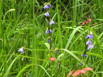 茎は枝分かれせず、花の柄もごく短いので茎に直接花がついているように見える。