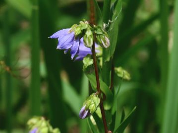 花は淡紫色、漏斗状鐘形で径1.5～２cm、長さ1～1.5cm。 花柄はごく短く、穂状花序のように見える。 茎は紫色を帯びる。
