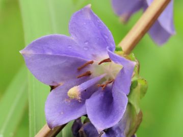 花冠の先は5裂し、花柱は花冠と同長か、やや長い程度。 雄しべは5本、長さは花柱の半分ほど。 柱頭は成熟すると3裂する。