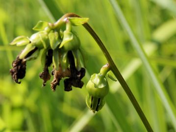 根生葉は、質感は異なるが、茎葉とは形が全く違い、ツボクサやカキドオシのような丸い葉となる。