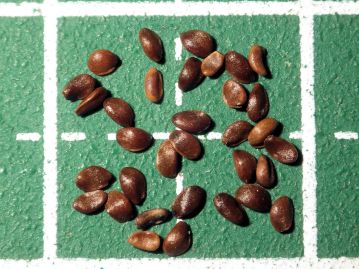 種子は長さ1.5mm程度、やや扁平な卵形～長卵形、茶褐色をしている。