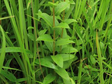 葉は革質、茎葉は柄が無く互生し、長さ2～6cmの卵形～長楕円形で細かな鋸歯があり、 茎の下部ほど大きな葉が付く。