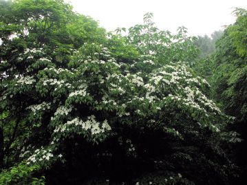 日当たりの良い場所を好むが、乾燥は苦手なため、岡山県では降水量の多い中部以北、特に北部の中国山地に多い。