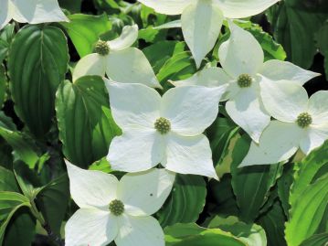 5月下旬～7月頃にかけて、白い花を咲かせる…が、白い花弁に見えるのは総苞片で、本当の花は中央の球形の部分。