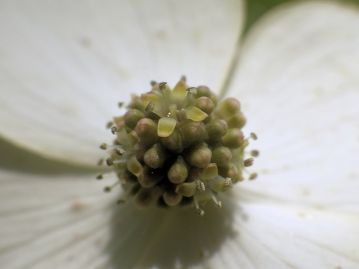雄性期の花。 花弁は淡黄緑色をしていて4枚。 4本の雄しべが突き出している。 花弁は雄しべとともに脱落する。