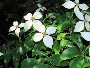 植栽されていた常緑の近縁種。 庭木として植栽されることが増えているが、複数の種類が区別されずに流通しているようだ。