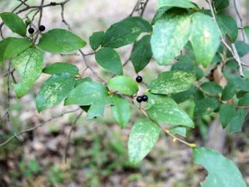 重井薬用植物園 おかやまの植物事典