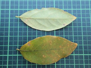 葉は全縁で縁がやや波打つ。葉の裏が粉白緑色を帯びることは、クスノキ科の樹木らしい点。