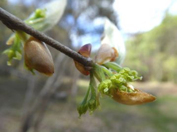 花は4月、葉と一緒に冬芽の中から現れて咲く（混芽）。雌雄異株の樹木だが、日本には雌株しかない。
