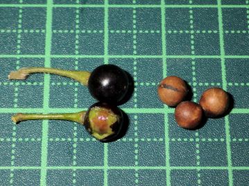 果実は秋に黒く熟すが、内部はほとんど種子。果肉は淡緑色で、芳香がある。種子には2本の隆起線がある。