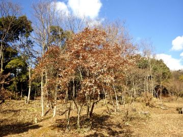 落葉樹だが、葉は春まで枝に残る。「春まで落ちない」ので受験生には縁起が良い木？