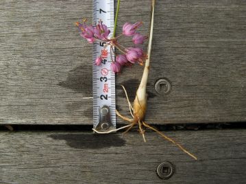 地下には長さ2～3cmの狭卵形の鱗茎がある。食べられるが、香りが弱いため、利用はほとんどない模様。