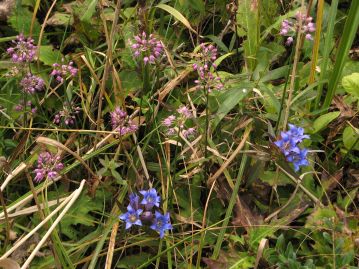 リンドウなどとともに、晩秋、最も遅くまで見られる花の一つである。（撮影：2010年10月、岡山県真庭市 蒜山高原）