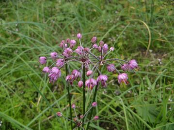 食用のラッキョウの花。ラッキョウと同じく、秋咲きであることが、ヤマ“ラッキョウ”の名の由来。