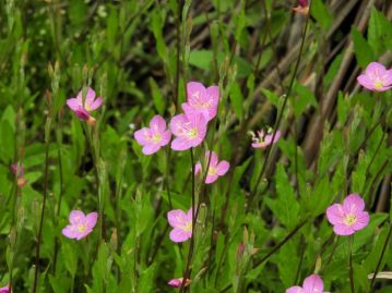 ピンク色の花は可愛らしいが、栽培からの逸出により、世界各地で野生化している強健な外来種でもある。
