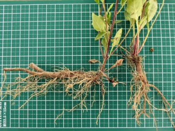 地下の根は太く、ゴボウ状となり、良く乾燥に耐える。茎を持って根まで引き抜くことは難しい。