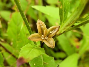 果実は雨などで濡れると大きく4裂して平開し、雨粒の衝撃で種子が散布される。