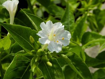 花が夕方頃に開花するので、ユウゲショウの別名を持つオシロイバナ。マツヨイグサ類も同じ別名を持つ。