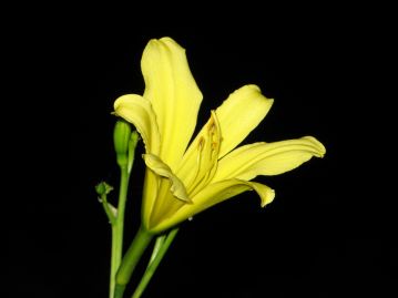 花はレモンイエローで花弁は6枚、軽く反り返る。夕方から翌朝まで咲き、一日花というよりは半日花。