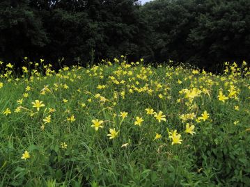 当園の湿地エリアでは数百の花が乱れ咲く。野生ではここまでの群生になることは少ない。