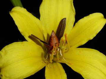 花に訪花し、奥に頭を突っ込んでいるスズメガの仲間。スズメガの腹部に触れるように雄しべと雌しべは上方に屈曲している。